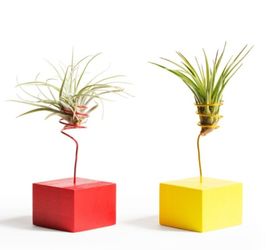 Air plant wood holder desk table office kitchen decor planter garden