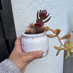 Suculentas