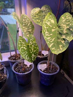 Colocasia (Hilo Beauty)