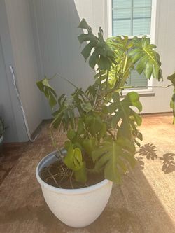 Monstera