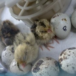 Quail Eggs, Chicks