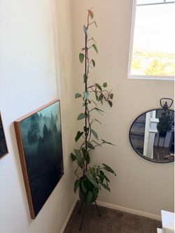 7.5’ Tall Philodendron Erubescens ‘Red Emerald’ Real Live Plant - planter not included