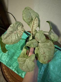 Milk Confetti Syngonium