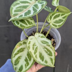 Collector's Plant: Anthurium Dorayaki Silver Bush 4" Pot - Indoor House Plants