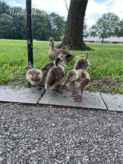 Duck photography poster