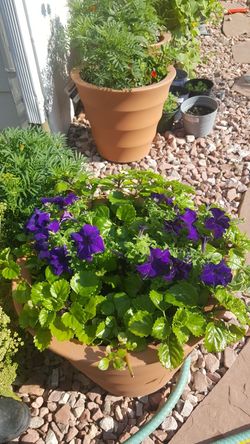 Perennial Mixed pot of flowers