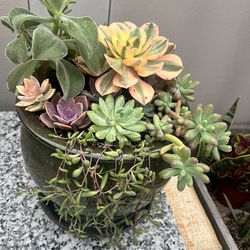 Succulent arrangement