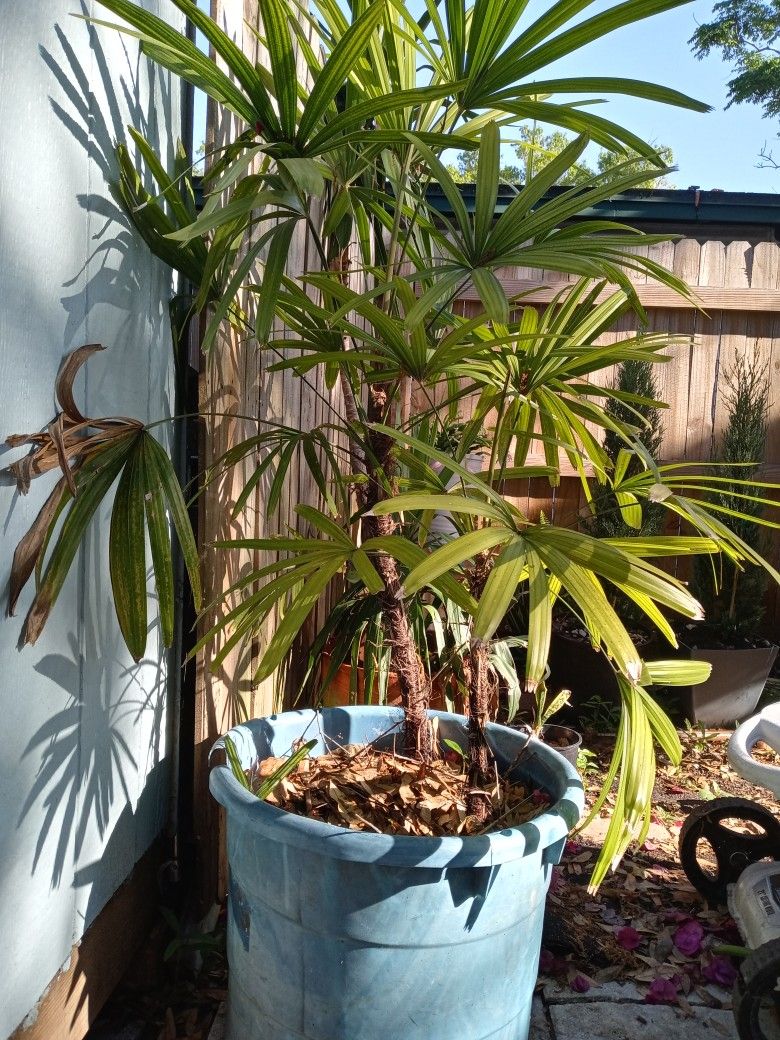 Lady Palm Plants