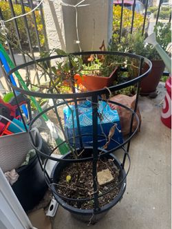 Patio Plant Bundle - Planters, Succulents & Garden Tools