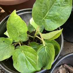 Betel Leaves Plant (paan Leaves)