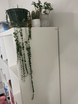 3 plants bundle