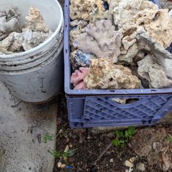 Saltwater Rock / Coral( Refugium Or Filter Bed Rock)