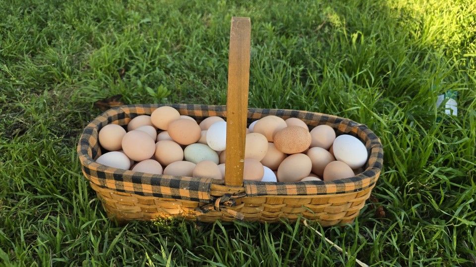 Farm Eggs/ Huevos