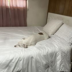 Queen Bed Frame And Memory Foam Mattress 