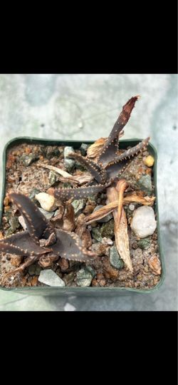 Aloe
