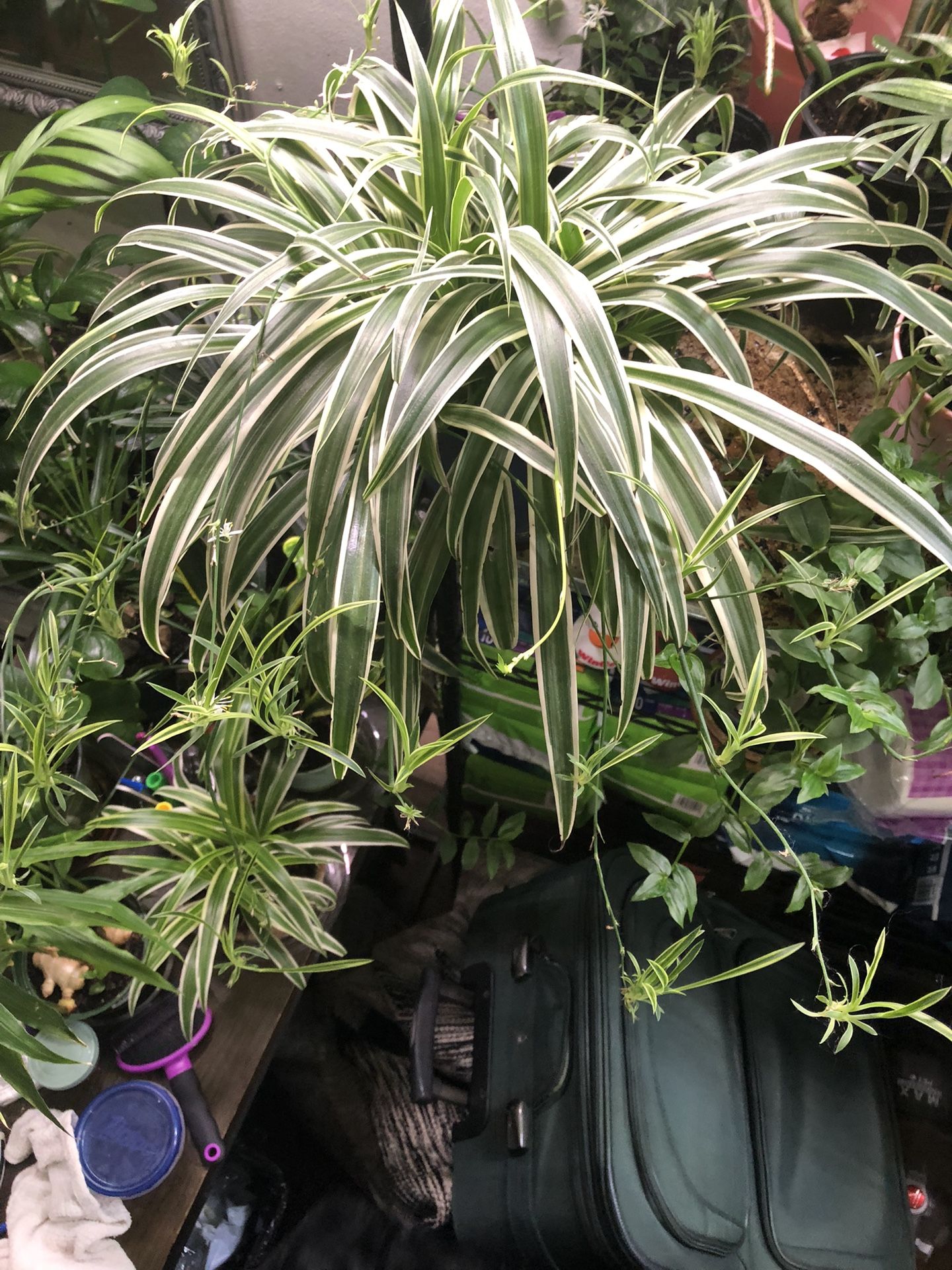 Spider Plant 🪴 Large w/ Lots Of Baby Streamers 
