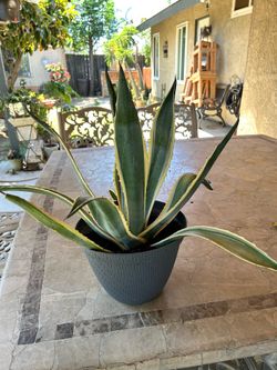Agave plant