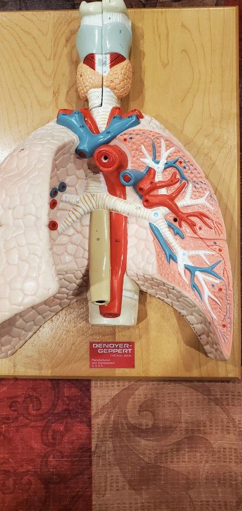 Denoyer Geppert Anatomical ModelCardiopulmonary Model