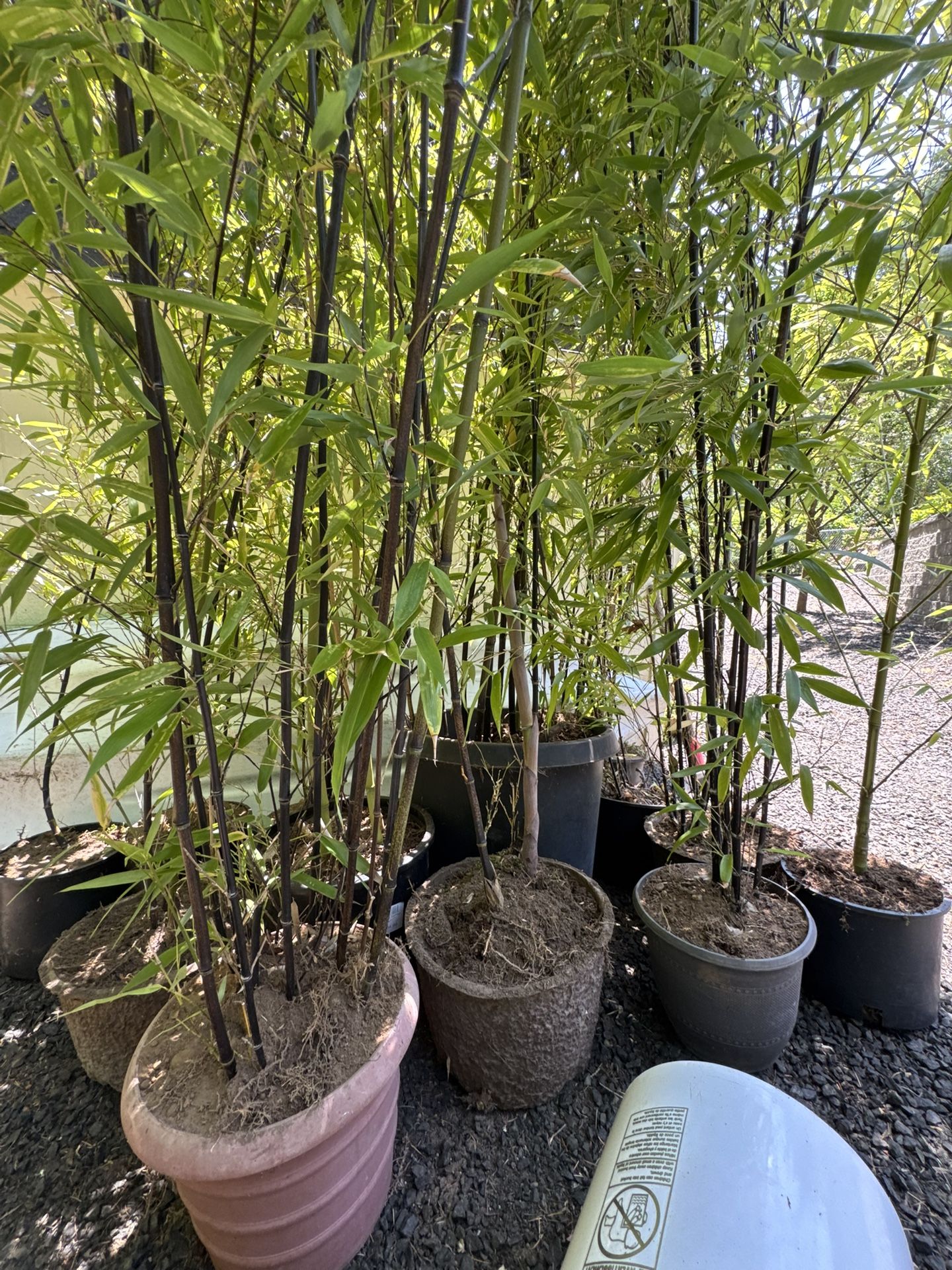 Bamboo