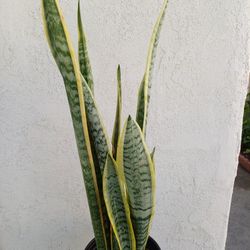 Snake Plant 