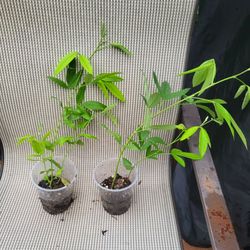 pigeon peas seedlings