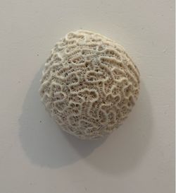 Brain Corel Real from Hawaii