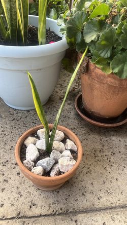 Snake plant
