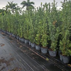 huge Podocarpus About 7 feet tall Instant Privacy  Hedge  for fence  