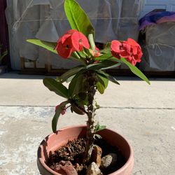 Thorn Of Christ Plant 