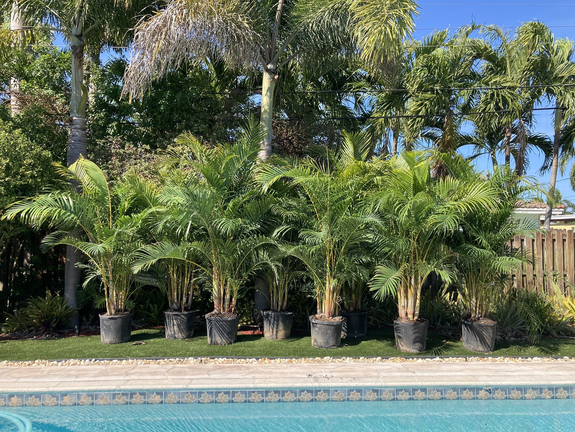dracaena sanderiana ribbon plant Golden Lucky Bamboo | Dracaena Sanderiana 'Aurea'