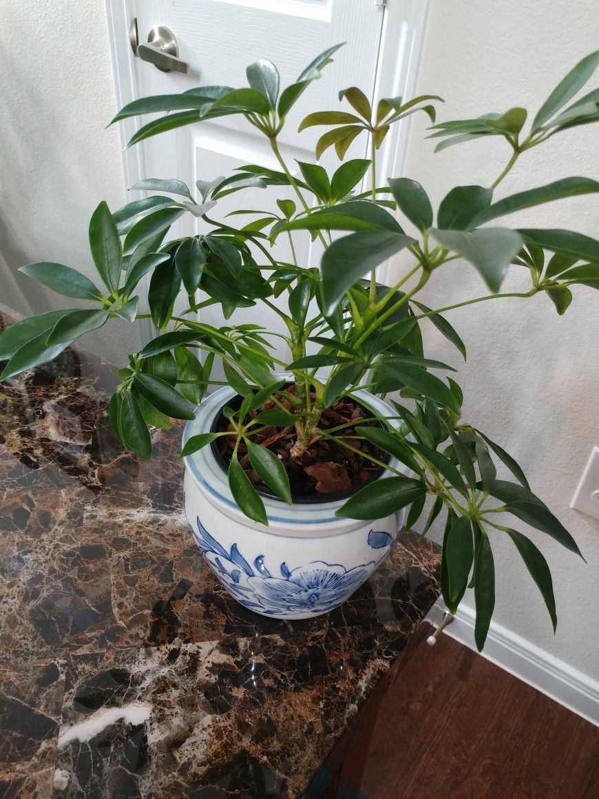 Umbrella Plant