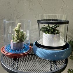 Plants W/ Ceramic Pot.  $30.00 & Up
