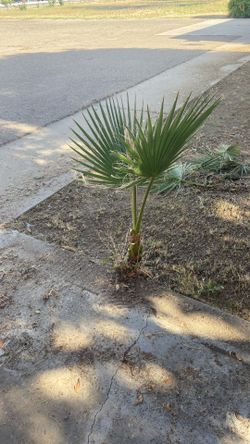 Palm Tree