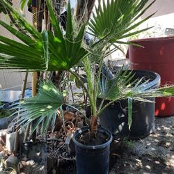 Palm Tree  ( Palma )