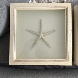 Framed Art Sand dollar And Starfish