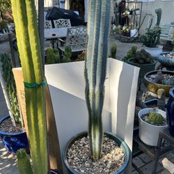 Blue Torch Cactus 