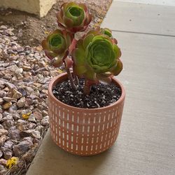 Potted Succulent 