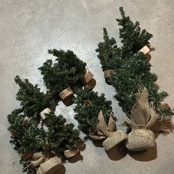 Decoration pine trees