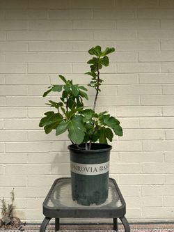 Brown Turkey Fig Tree