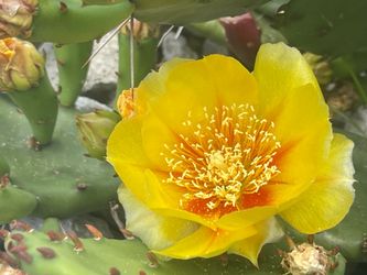 Eastern Prickly Pear Cactus 0.5 Gallon Pot 6 Inches Container