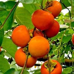 Persimmon  Tree