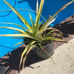 pineapple plant in 5 gallon