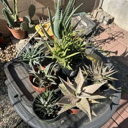 Aloe Plants Succulents 