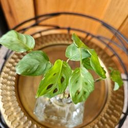 Maranta Leuconeura Variegated (WP)