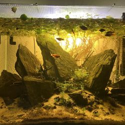 Amazon Frogbit Aquarium Plant