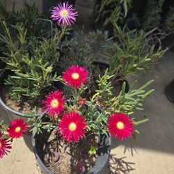 Plant For Sale 