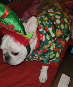 Dog Christmas 🎄 Pajamas SIZE XL NWOT  Thumbnail