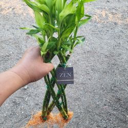 Lucky Bamboo Plant In Water$5 Each