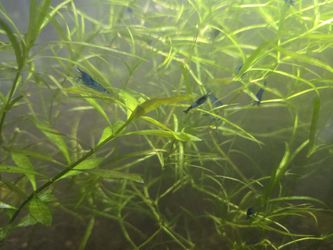 Neocaridina Shrimp