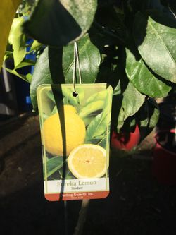 Árboles frutales